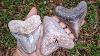 Megalodon Shark Tooth Insanity Our Best Shark Tooth Finds Of All Time Florida Fossil Hunting
