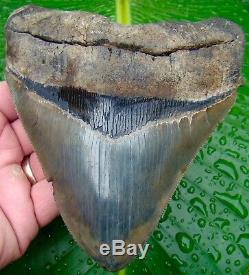 Megalodon Shark Tooth MONSTER 5 & 13/16 in. OVER 19 oz. & ALMOST 5 in. WIDE