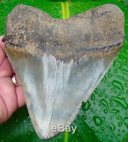 Megalodon Shark Tooth MONSTER 5 & 13/16 in. OVER 19 oz. & ALMOST 5 in. WIDE