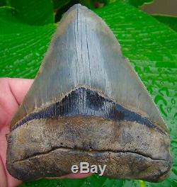 Megalodon Shark Tooth MONSTER 5 & 13/16 in. OVER 19 oz. & ALMOST 5 in. WIDE