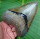Megalodon Shark Tooth Monster 5 & 7/8 In. 14.4 Ounce Huge Real Fossil