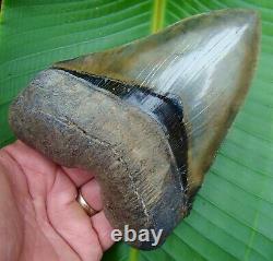 Megalodon Shark Tooth MONSTER 5 & 7/8 in. 14.4 ounce HUGE REAL FOSSIL