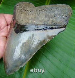 Megalodon Shark Tooth MONSTER 5 & 7/8 in. 14.4 ounce HUGE REAL FOSSIL