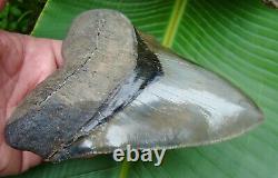Megalodon Shark Tooth MONSTER 5 & 7/8 in. 14.4 ounce HUGE REAL FOSSIL