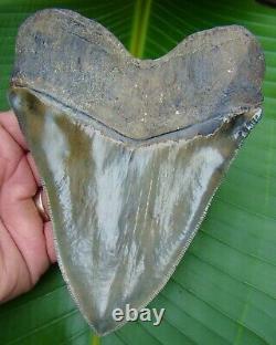 Megalodon Shark Tooth MONSTER 5 & 7/8 in. 14.4 ounce HUGE REAL FOSSIL