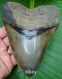 Megalodon Shark Tooth MONSTER 5 & 7/8 in. 14.4 ounce HUGE REAL FOSSIL