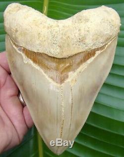 Megalodon Shark Tooth MONSTER 6 in. INDONESIAN NO RESTORATIONS