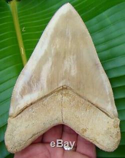 Megalodon Shark Tooth MONSTER 6 in. INDONESIAN NO RESTORATIONS