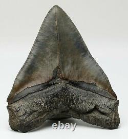 Megalodon Shark Tooth MONSTER ALMOST 6 in. (5.97) SERRATED REAL FOSSIL