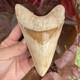 Megalodon Shark Tooth Monster Lower 5.65 Top 1% No Repair Indonesia