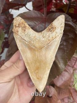 Megalodon Shark Tooth MONSTER LOWER 5.65 Top 1% NO REPAIR INDONESIA