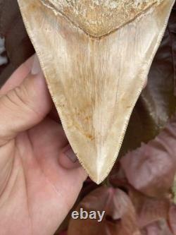 Megalodon Shark Tooth MONSTER LOWER 5.65 Top 1% NO REPAIR INDONESIA
