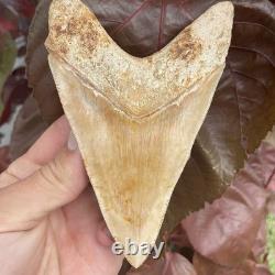 Megalodon Shark Tooth MONSTER LOWER 5.65 Top 1% NO REPAIR INDONESIA