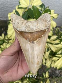 Megalodon Shark Tooth MONSTER LOWER 5.65 Top 1% NO REPAIR INDONESIA