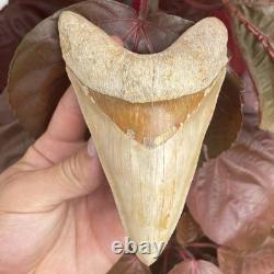 Megalodon Shark Tooth MONSTER LOWER 5.65 Top 1% NO REPAIR INDONESIA