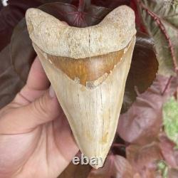 Megalodon Shark Tooth MONSTER LOWER 5.65 Top 1% NO REPAIR INDONESIA