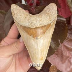 Megalodon Shark Tooth MONSTER LOWER 5.65 Top 1% NO REPAIR INDONESIA