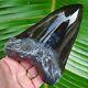 Megalodon Shark Tooth Monster Over 6 & 1/16 In. Real Fossil Not Fake