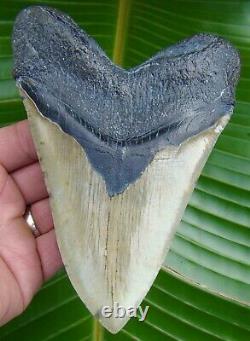 Megalodon Shark Tooth MONSTER OVER 6 & 1/16 in. REAL FOSSIL NOT FAKE
