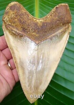 Megalodon Shark Tooth MONSTER RED 6.315 in. INDONESIAN NO RESTORATION