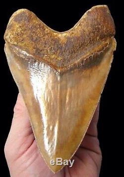 Megalodon Shark Tooth MONSTER RED 6.315 in. INDONESIAN NO RESTORATION