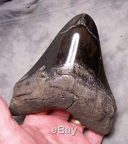 Megalodon Shark Tooth Megalodon Shark Teeth Fossil 5 3/8 Jaw Polished