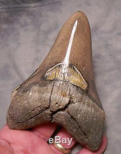 Megalodon Shark Tooth Megalodon Shark Teeth Fossil 5 3/8 Jaw Polished