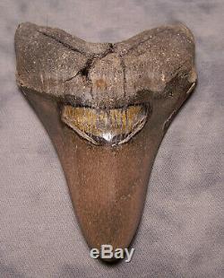 Megalodon Shark Tooth Megalodon Shark Teeth Fossil 5 3/8 Jaw Polished