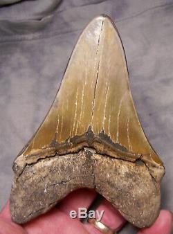 Megalodon Shark Tooth Megalodon Shark Teeth Fossil 5 3/8 Jaw Polished