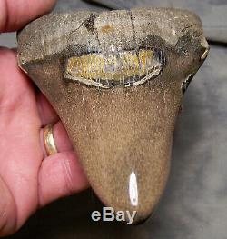 Megalodon Shark Tooth Megalodon Shark Teeth Fossil 5 3/8 Jaw Polished