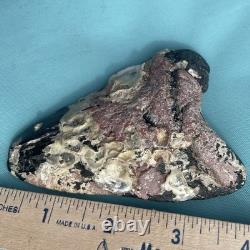 Megalodon Shark Tooth Natural Fossil From The Seafloor 3.9