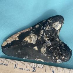 Megalodon Shark Tooth Natural Fossil From The Seafloor 3.9