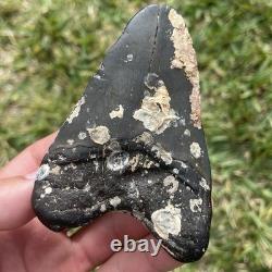 Megalodon Shark Tooth Natural Fossil From The Seafloor 3.9