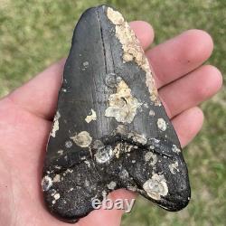 Megalodon Shark Tooth Natural Fossil From The Seafloor 3.9