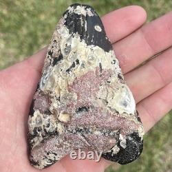 Megalodon Shark Tooth Natural Fossil From The Seafloor 3.9