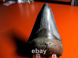 Megalodon Shark Tooth Nice Massive BLUE- BLACK 4 Inch World Class, 1/3rd Pound
