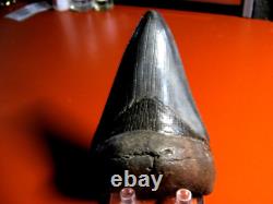 Megalodon Shark Tooth Nice Massive BLUE- BLACK 4 Inch World Class, 1/3rd Pound