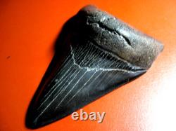 Megalodon Shark Tooth Nice Massive BLUE- BLACK 4 Inch World Class, 1/3rd Pound