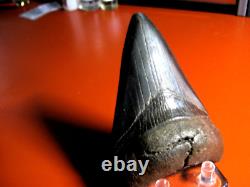 Megalodon Shark Tooth Nice Massive BLUE- BLACK 4 Inch World Class, 1/3rd Pound