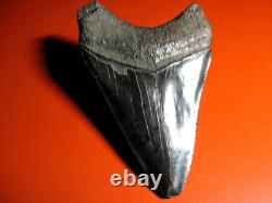 Megalodon Shark Tooth Nice Massive BLUE- BLACK 4 Inch World Class, 1/3rd Pound