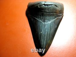 Megalodon Shark Tooth Nice Massive BLUE- BLACK 4 Inch World Class, 1/3rd Pound