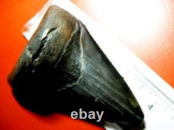 Megalodon Shark Tooth Nice Massive BLUE- BLACK 4 Inch World Class, 1/3rd Pound