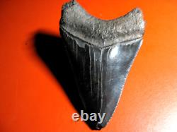 Megalodon Shark Tooth Nice Massive BLUE- BLACK 4 Inch World Class, 1/3rd Pound
