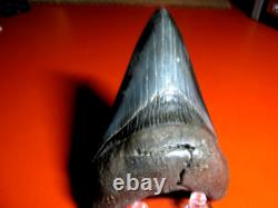 Megalodon Shark Tooth Nice Massive BLUE- BLACK 4 Inch World Class, 1/3rd Pound