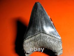 Megalodon Shark Tooth Nice Massive BLUE- BLACK 4 Inch World Class, 1/3rd Pound