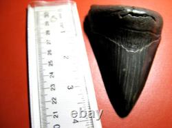 Megalodon Shark Tooth Nice Massive BLUE- BLACK 4 Inch World Class, 1/3rd Pound