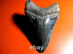 Megalodon Shark Tooth Nice Massive BLUE- BLACK 4 Inch World Class, 1/3rd Pound