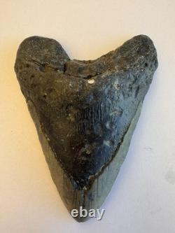 Megalodon Shark Tooth(No Restoration) 5.3 inches