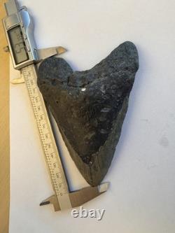 Megalodon Shark Tooth(No Restoration) 5.3 inches