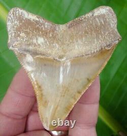 Megalodon Shark Tooth OVER 3 & 1/2 in. PERUVIAN REAL FOSSIL PERU